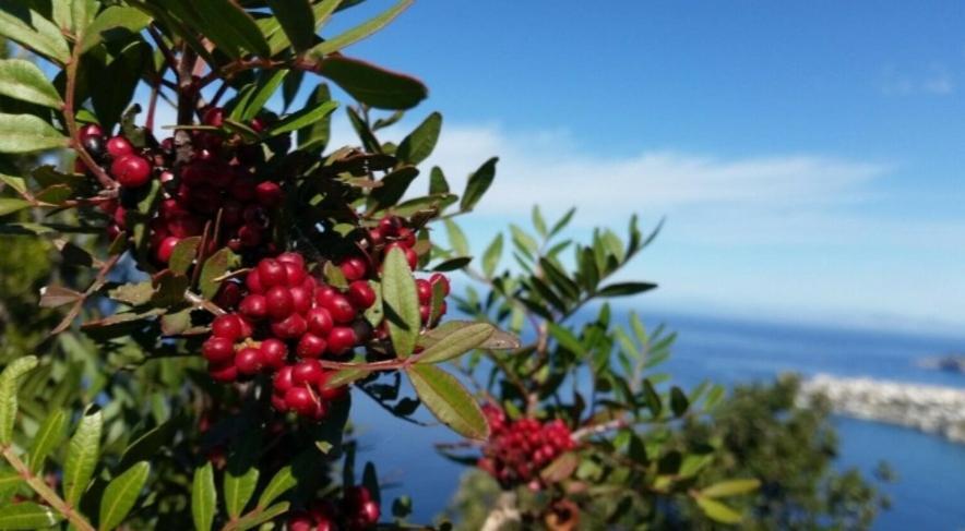 Il Vecchio Lentisco Appartamento